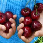 Сорта черешни: какие лучше выбрать