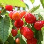 Сорта черешни: какие лучше выбрать