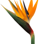 Стрелиция: особенности выращивания райского цветка в домашних условиях и саду