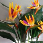 Стрелиция: особенности выращивания райского цветка в домашних условиях и саду