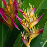 Стрелиция: особенности выращивания райского цветка в домашних условиях и саду