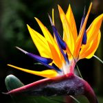 Стрелиция: особенности выращивания райского цветка в домашних условиях и саду