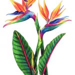 Стрелиция: особенности выращивания райского цветка в домашних условиях и саду