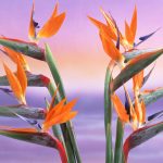 Стрелиция: особенности выращивания райского цветка в домашних условиях и саду