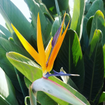 Стрелиция: особенности выращивания райского цветка в домашних условиях и саду