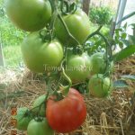 Томаты сорта Интуиция: характеристика и правила выращивания