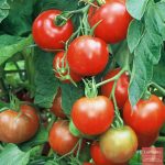 Томаты сорта Интуиция: характеристика и правила выращивания