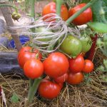 Томаты сорта Интуиция: характеристика и правила выращивания