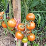 Томаты сорта Интуиция: характеристика и правила выращивания