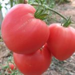 Томаты сорта Интуиция: характеристика и правила выращивания