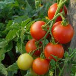 Томаты сорта Интуиция: характеристика и правила выращивания