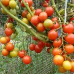 Томаты сорта Интуиция: характеристика и правила выращивания