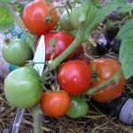 Томаты сорта Интуиция: характеристика и правила выращивания