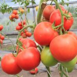Томаты сорта Интуиция: характеристика и правила выращивания