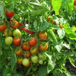 Томаты сорта Интуиция: характеристика и правила выращивания