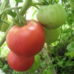 Томаты сорта Интуиция: характеристика и правила выращивания