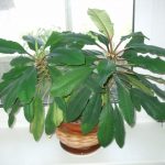 Виды комнатного молочая и секреты правильного ухода за растением в домашних условиях