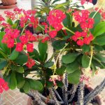 Виды комнатного молочая и секреты правильного ухода за растением в домашних условиях