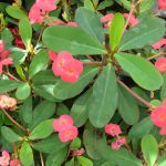 Виды комнатного молочая и секреты правильного ухода за растением в домашних условиях