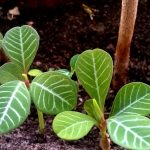 Виды комнатного молочая и секреты правильного ухода за растением в домашних условиях