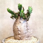 Виды комнатного молочая и секреты правильного ухода за растением в домашних условиях