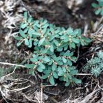 Виды комнатного молочая и секреты правильного ухода за растением в домашних условиях