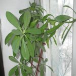 Виды комнатного молочая и секреты правильного ухода за растением в домашних условиях