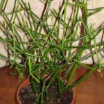 Виды комнатного молочая и секреты правильного ухода за растением в домашних условиях