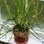 Виды комнатного молочая и секреты правильного ухода за растением в домашних условиях