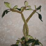 Виды комнатного молочая и секреты правильного ухода за растением в домашних условиях