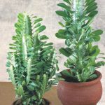 Виды комнатного молочая и секреты правильного ухода за растением в домашних условиях