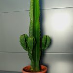 Виды комнатного молочая и секреты правильного ухода за растением в домашних условиях