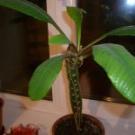 Виды комнатного молочая и секреты правильного ухода за растением в домашних условиях