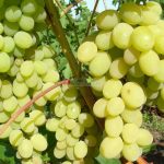 Виноград «Кеша» и его основные разновидности в приусадебном виноградарстве