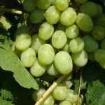 Виноград «Кеша» и его основные разновидности в приусадебном виноградарстве
