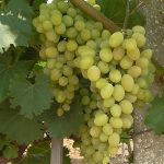 Виноград «Кеша» и его основные разновидности в приусадебном виноградарстве