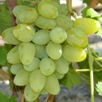 Виноград «Кеша» и его основные разновидности в приусадебном виноградарстве