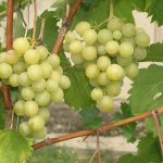Виноград «Кеша» и его основные разновидности в приусадебном виноградарстве