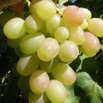 Виноград «Кеша» и его основные разновидности в приусадебном виноградарстве