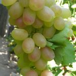 Виноград «Кеша» и его основные разновидности в приусадебном виноградарстве