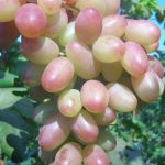 Виноград «Кеша» и его основные разновидности в приусадебном виноградарстве