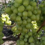 Виноград «Кеша» и его основные разновидности в приусадебном виноградарстве