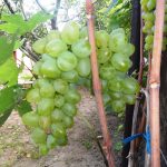 Виноград «Кеша» и его основные разновидности в приусадебном виноградарстве