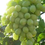 Виноград «Кеша» и его основные разновидности в приусадебном виноградарстве