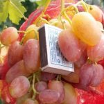 Виноград «Кеша» и его основные разновидности в приусадебном виноградарстве