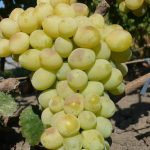 Виноград «Лора»: перспективный и надежный сорт