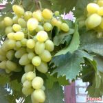 Виноград «Лора»: перспективный и надежный сорт