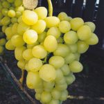 Виноград «Лора»: перспективный и надежный сорт