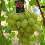 Виноград «Лора»: перспективный и надежный сорт