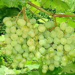 Виноград «Лора»: перспективный и надежный сорт